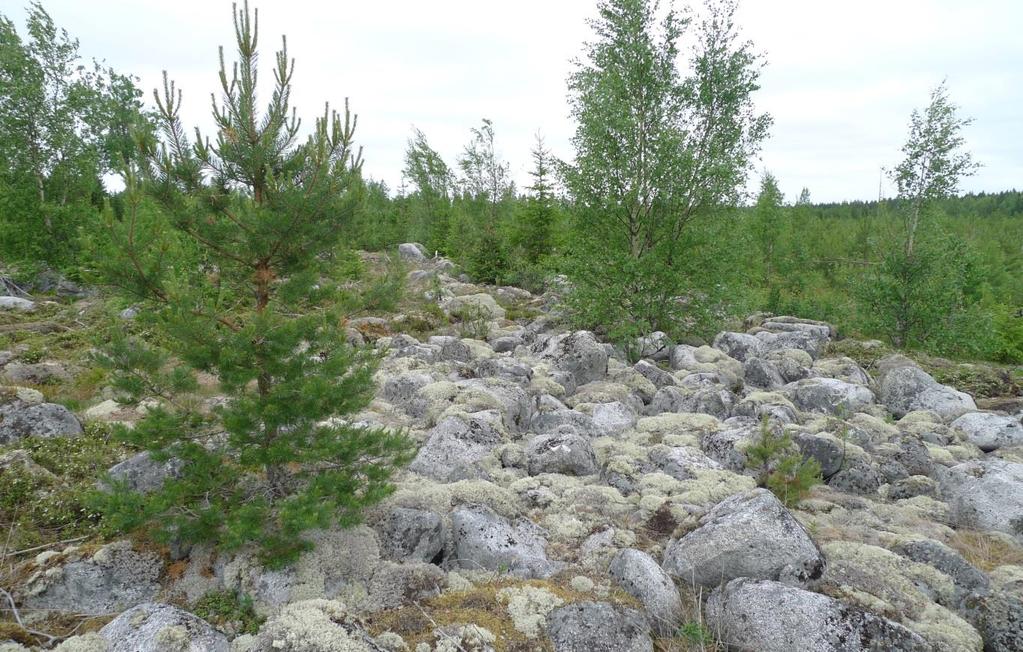 Hankealueen länsiosalle tyypillistä kallioaluetta.