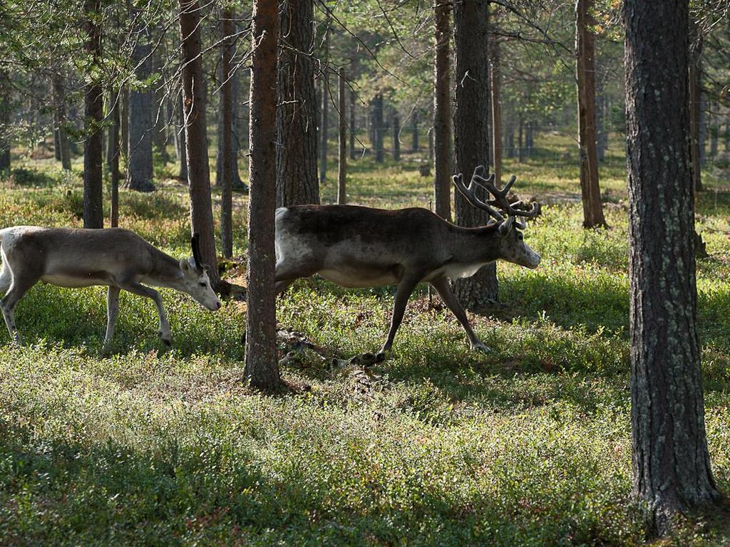 KIITOS!