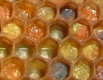 Perga eli mehiläisleipä Mitä perga on?