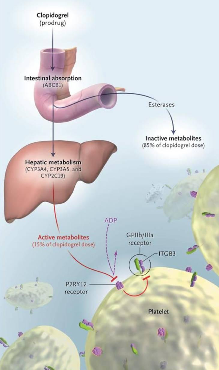 Klopidogreeli on aihiolääke, jonka vaikutus riippuu metaboliasta Klopidogreelilla on runsas alkureitin metabolia CYP3A4 CYP2C19? CYP1A2 CYP2B6 CES1>CES2 (CYP3A4 CYP2C19 CYP2B6?