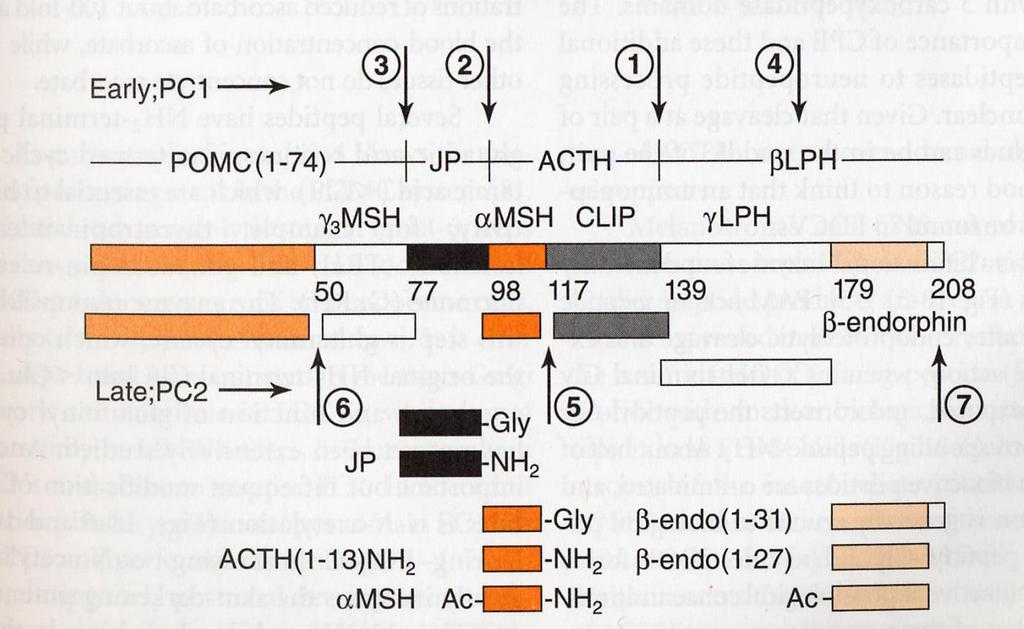 Neuropeptiesiasteiden