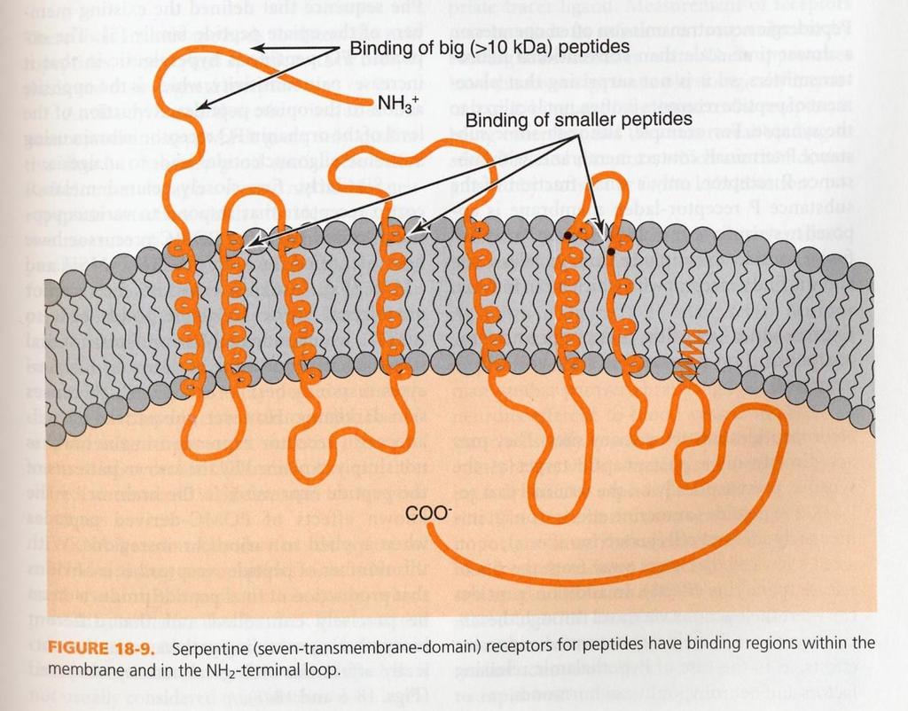 GPCR:n