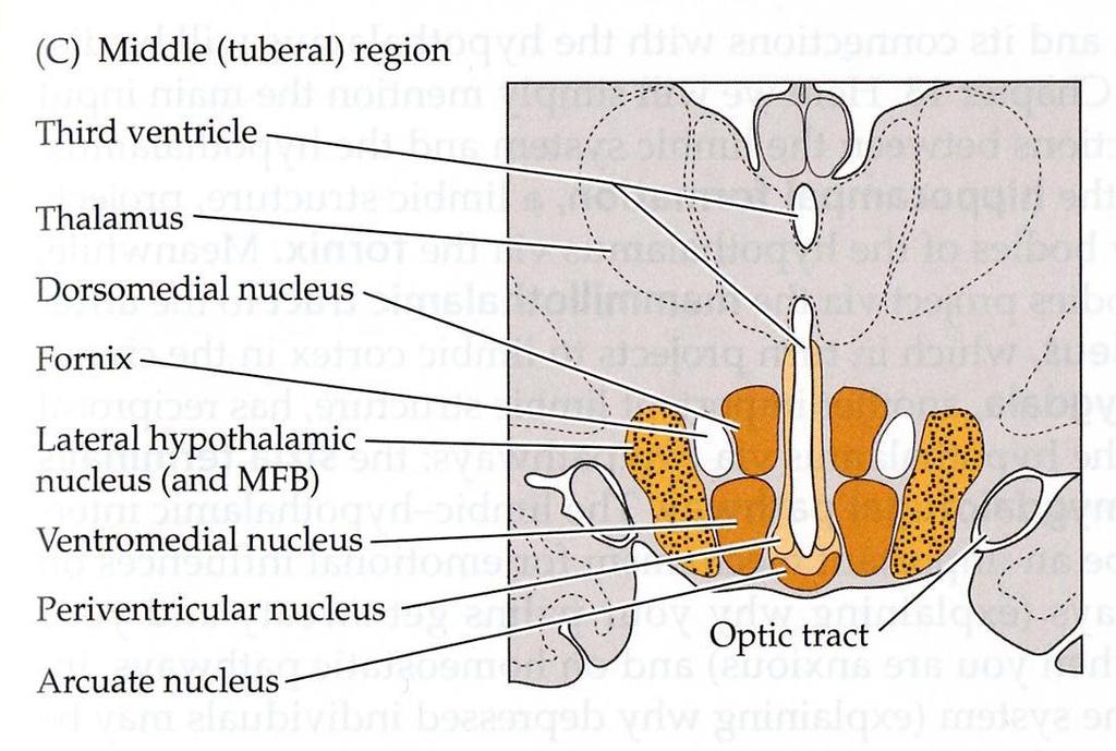 Hypotalamus koostuu tumakkeista ja
