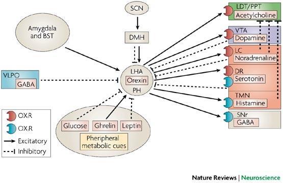 Sakurai Nature Reviews Neuroscience 8,