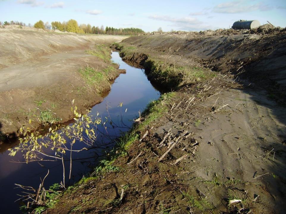 Pajun juurakoita säilytetty