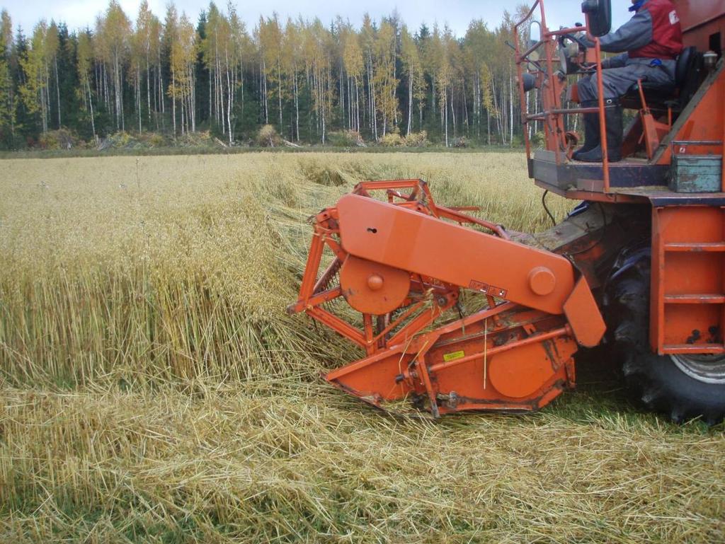 Viljolla kasvaa vahvasti Tero