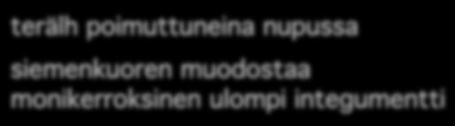 Combretaceae terälh poimuttuneina nupussa! siemenkuoren muodostaa monikerroksinen ulompi integumentti!