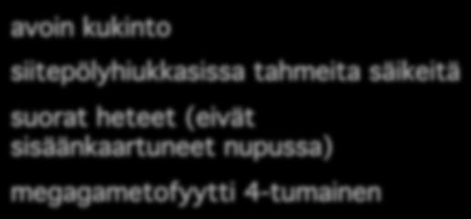 melko paksuja, usein lisäverhiö (epicalyx) terälh 4-8, erillisiä, poimuttuneita joitain temperaattisen-boreaalisen vyöhykkeen ruohoja! www.hawaiiflowerlei.com Cuphea 275 spp.