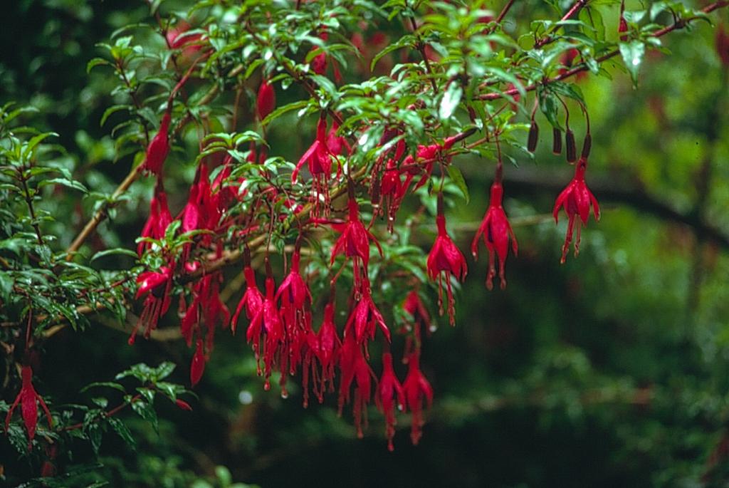 Onagraceae - horsmakasvit etupäässä ruohoja, joitain pensaita n. 16 sukua, yli 600 spp. lh vuorottain, vastakkain, kiehkurana joskus 2-kotisesti 1-neuvoisia!