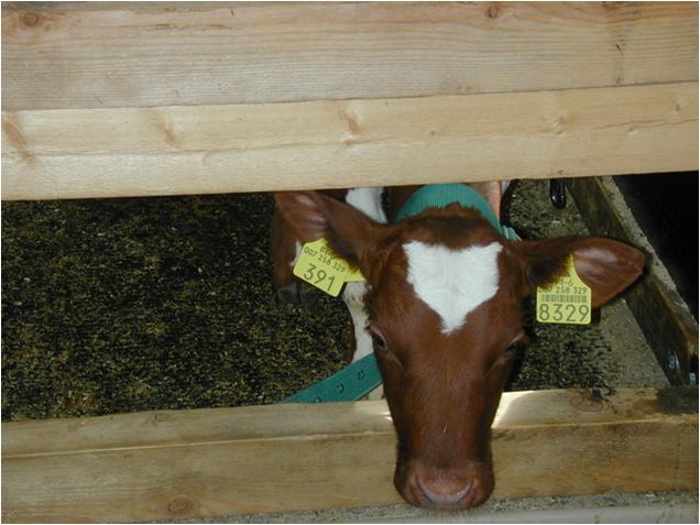 Maitotilalla syntynyt vasikka välitetään