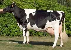 63 % lypsylehmistä * Holstein