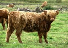 (Hf) * Highland cattle (Hc) Ab Hf