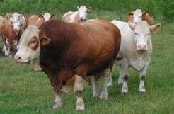 (Li) * Simmental (Si) *