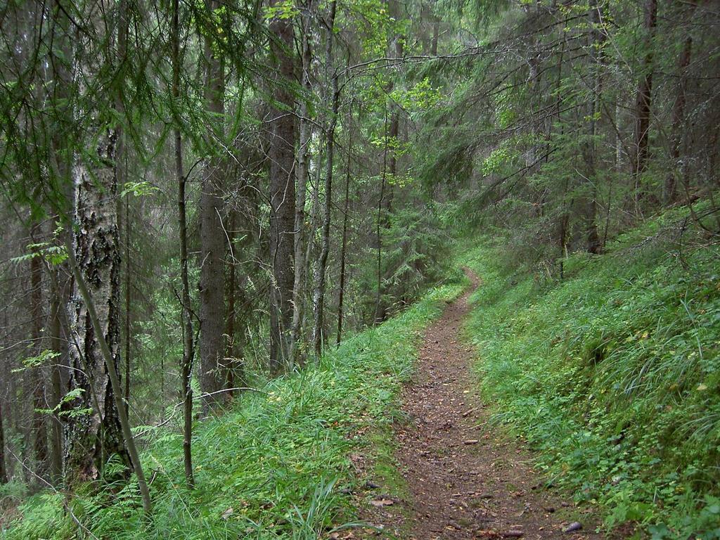 Punamultalukkoon johtava polku