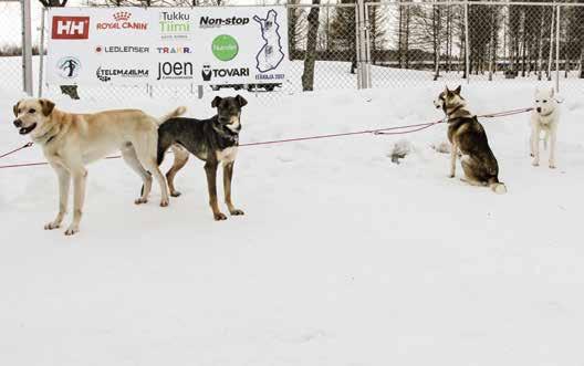 ja myös pakkanen, varsinkin loppumatkalla. Kertomansa mukaan juuri pakkaskelit olivat koirien tassuille rankka kokemus.