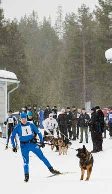 Leveä ja hyväkuntoinen kilpaura kierteli kumpuilevassa harjannemaastossa viiden kilometrin lenkin, joka kyllä erotti jyvät akanoista sen verran nousua ja koirien juoksuvauhdin koville laittavia