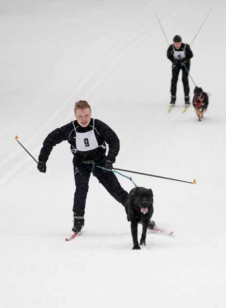 Onneksi se ei vienyt suksesta luistoa, vaikka murtunut osa laahasi loppumatkan kärjen alla. Jarno Nousiainen spn Piku. Tuomo Heikkinen ja spn Elli.