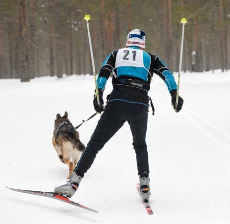 jolloin hänellä oli oma kouluttamansa ns. siviilirajakoira. Silloin kilpailut olivat hieman eriluontoiset, koska kisaan kuului myös pistooliammunta.