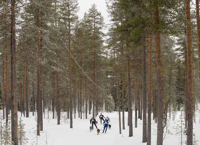 Koiran lisäksi pysyy myös ohjaaja kunnossa, kun käy ahkerasti lenkillä ja päälle kilpailuissa.