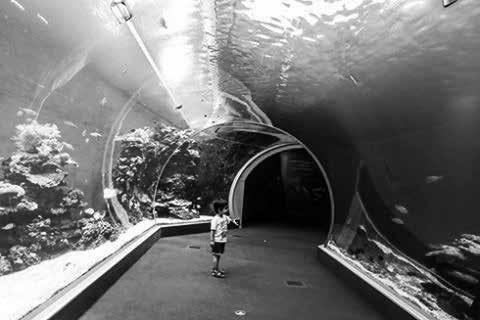 Uusi maanalainen maailma käsittää 1000 neliömetrin alueen. Kyseessä on siis akvaario, jota ihmiset pääsevät katsomaan veden alta. Allas on kuusi metriä korkea.