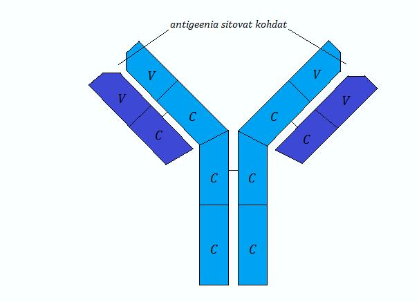 Kuva 1. Immunoglobuliinin perusyksikön rakenne Immunoglobuliinit muodostuvat kahdesta raskasketjusta (kuvassa vaaleansiniset rakenteet) ja kahdesta kevytketjusta (kuvassa tummansiniset rakenteet).