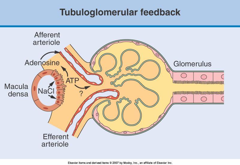 Tubuloglomerular feedback. Changes in the delivery of NaCl to the macula densa region of the thick ascending limb of the loop of Henle cause changes in the afferent arteriolar caliber.