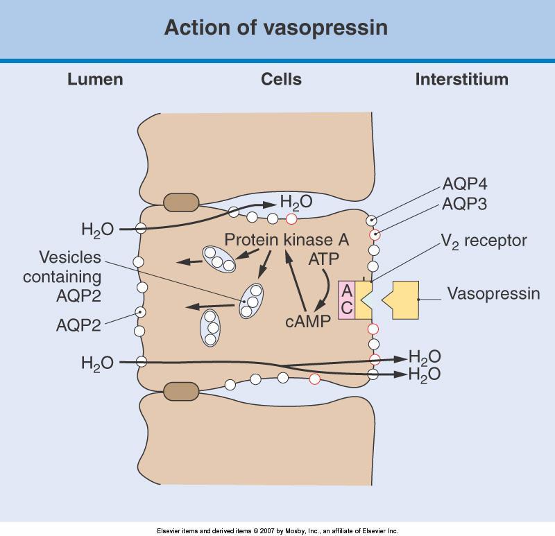 channels (aquaporin-2 [AQP-2]) into the apical membrane.