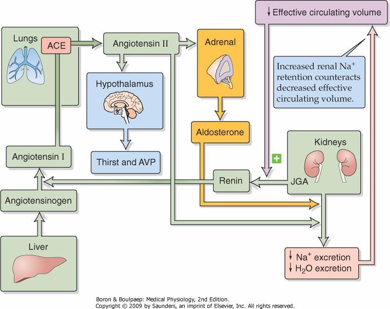 The renin-angiotensin-aldosterone axis.