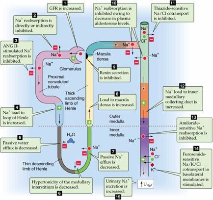 Renal sites of action of Atrial Natriuretic Peptide (ANP) In E Windhager (Ed.), Handbook of Physiology: Renal Physiology, pp.