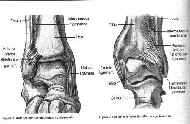 13 Tibiofibulaarinivel sijaitsee distaalisesti tibian ja fibulan välissä, sitä kutsutaan myös syndesmoosiksi. Niveltä tukevat anterioriset ja posterioriset sekä luiden väliset ligamentit.