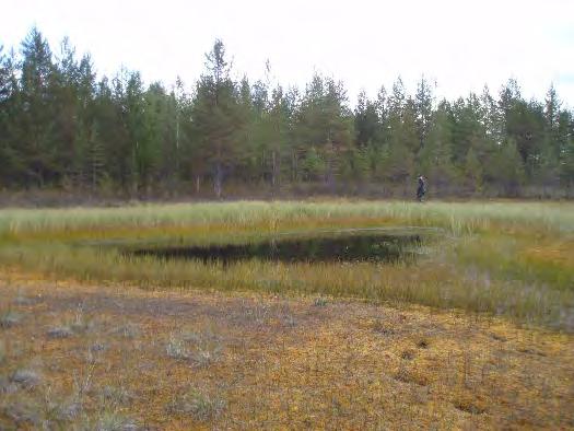 6 muutamia keloja. Monet kelot ovat samalta korkeudelta poikki ja onkin ilmeistä, että kelot ovat Talvi- tai Jatkosodan aikaisissa tykistökeskityksissä katkenneita (kansikuva ja kuva 3).