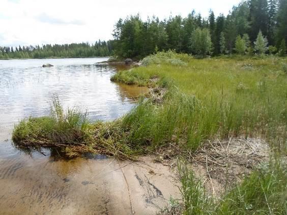 4 Kuvat 1ab. Vasemmalla suunnittelualueen keskiosan rantaa, jossa turve peittää hiekkarantaa.