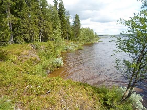 Niemialueilla, kuten Kärppäniemi ja Tervaniemi, ei turvekerroksia esiinny.