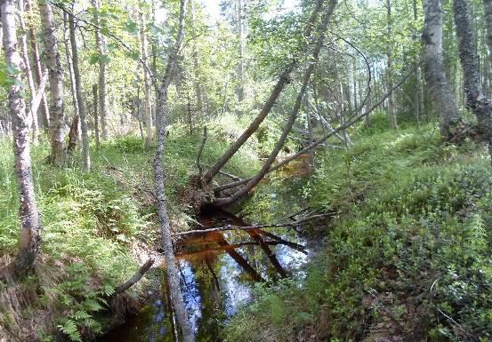 Latvuskerroksessa ei ole erityistä kerroksellisuutta. Muutama pystylaho esiintyy, lähinnä koivua. Metsä ei siis täytä vanhan metsän kriteeristöä.