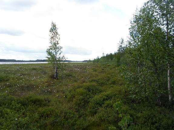 Ranta reunustaa edelleen leveä luhtareunus. Heinäsuolta laskevien suo-ojien ympäristöt ovat mäntyvaltaista ojikkoa tai muuntumaa. Mäntyjen ikä on noin 60 -vuotta.