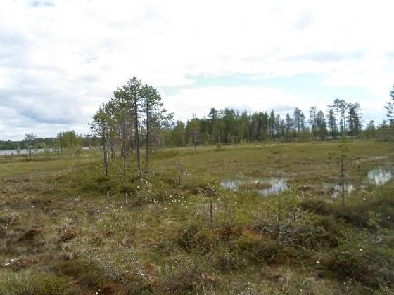 Rannan luhtaa reunustaa kosteahko, puhdasta mäntyä kasvava turvakangas, joka etäämpänä rannasta muuntuu tavanomaiseksi noin 60-vuotiaaksi kuivahkoksi mäntykankaaksi.