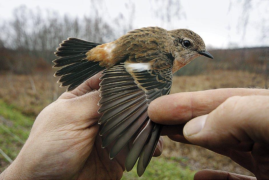 Harvinaisuushavainnot 2014 Sepeltasku Saxicola maurus stejnegeri (0, 1, 0) 
