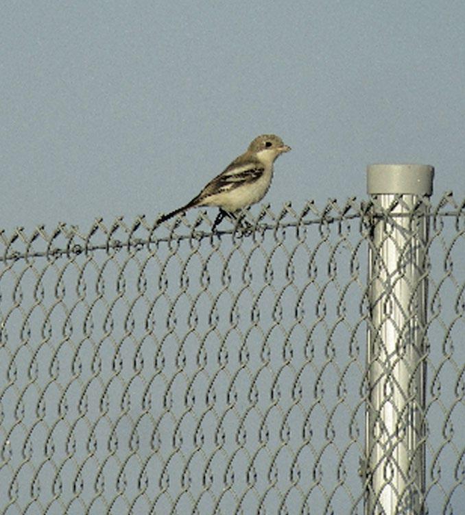 Azure Tit Parus cyanus. Lauri Lajunen, Kolari, 5.2.2015. Ruotsista on kolme syyshavaintoa 9.10.1991, 13. 21.10.1997 ja 3. 10.11.