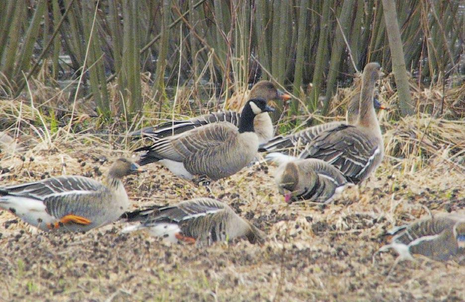 Linnustonseuranta Vuodelta 2014 kuluvan vuoden puolelle paikalla pysyneiden lintujen viimeinen havaintopäivä julkaistaan tässä katsauksessa korkeintaan helmikuun loppuun asti (maaliskuuhun tai