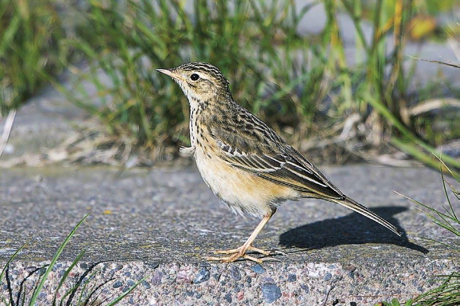 Linnustonseuranta Mehiläissyöjä Merops apiaster 29.5.1985 Kuhmo Viiksimo +2kv k ja 2kv n (v,mnäyte) (Juho Lesonen, ilm. Ilmari Mäkisalo).
