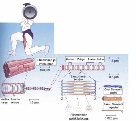 94 HARJOITTELUN FYSIOLOGISET JA BIOMEKAANISET PERUSTEET Kuvio 6. Lihaksen hienorakenne (mukaeltu McArdle ym.