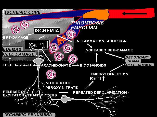 VISUALISOI AIVOISKEMIA SOLUTASON MUUTOKSENA Ion channel modulators NO inhibitors rtpa & anti- thrombotics Anti-leuko