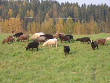Tilalla ei ole sääntöjen ja määräysten mukaisia teurastustiloja, joten lampaat suoraan kuluttajille myydään elävinä.