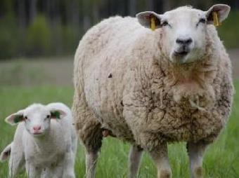 7 KUVIO 3: Texel. Lähde MTK.