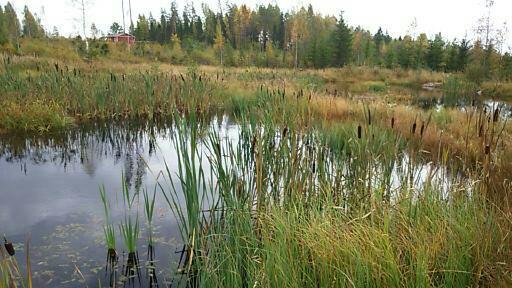 Kuva 9. Kosteikko Suomesta. Kuvaaja Sirpa Piirainen. Koska kunnostusojitus ei lisää typen huuhtoutumista, laskeutusaltailla ei myöskään ole vaikutusta typen huuhtoutumiseen.