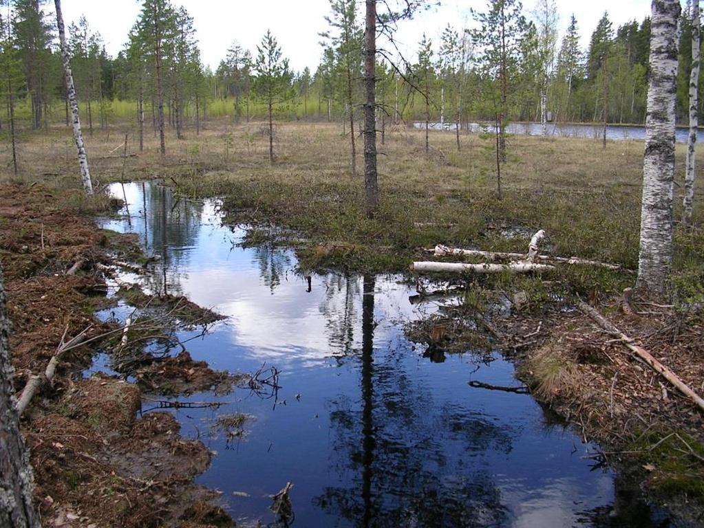 kunnostusojituksen tekemisen voi siirtää päätehakkuuseen saakka.