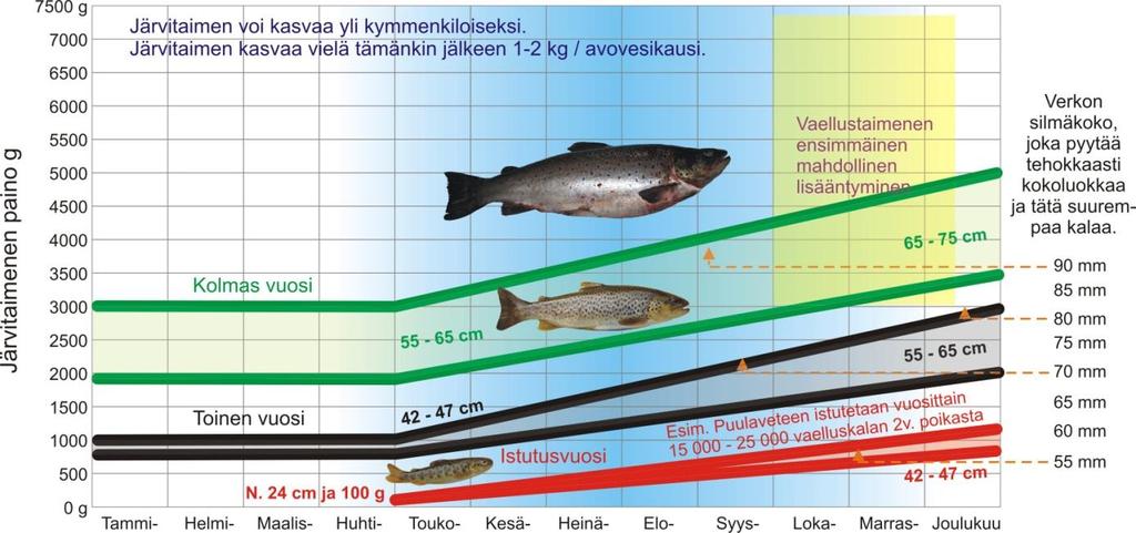 Kuva 6. Luontaisen lisääntymisen vahvistamiseksi koskialueille voidaan istuttaa järvitaimenen mätiä rasioissa tai vastakuoriutuneita poikasia.