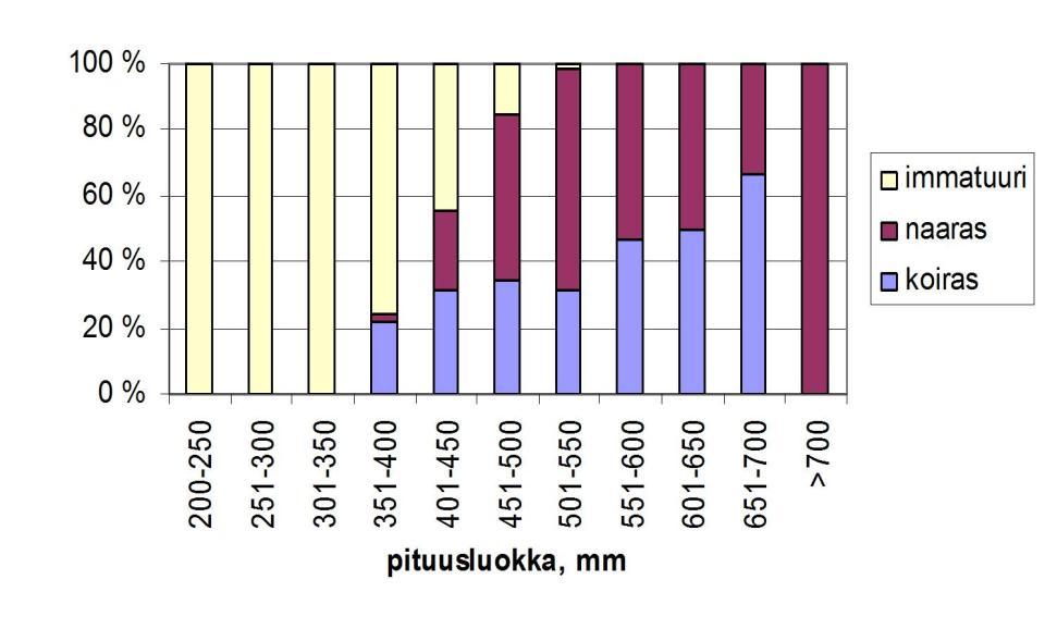 Kuva 12. Kuhan sukukypsyyskoko eri kokoluokissa. Yli 50 cm pituiset kalat ovat jo varmuudella sukukypsiä (aineisto Tapio Keskinen) Kuvassa 13 on kuhan kasvutiedot Koloveden alueelta.