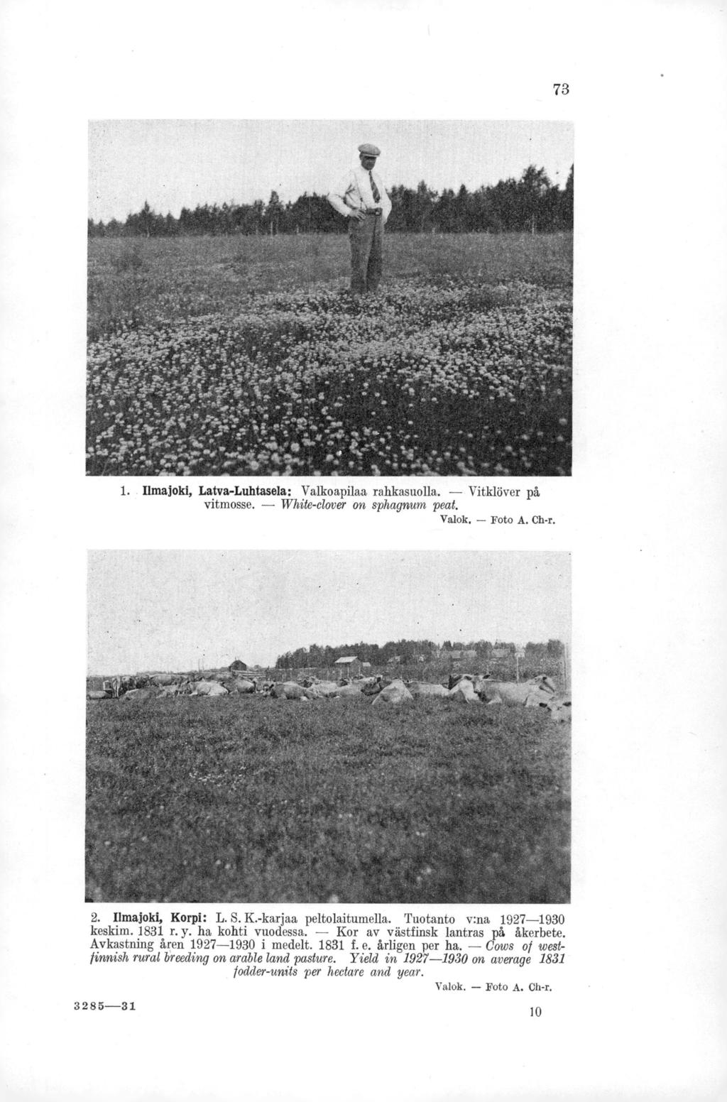 73 1. Ilmajoki, Latva-Luhtasela: Valkoapilaa rahkasuolla. Vitklöver på vitmosse. White-elover on sphagnum peat. Foto A. Ch-r. 2. Ilmajoki, Korpi: L. S. K.-karjaa peltolaitumella.
