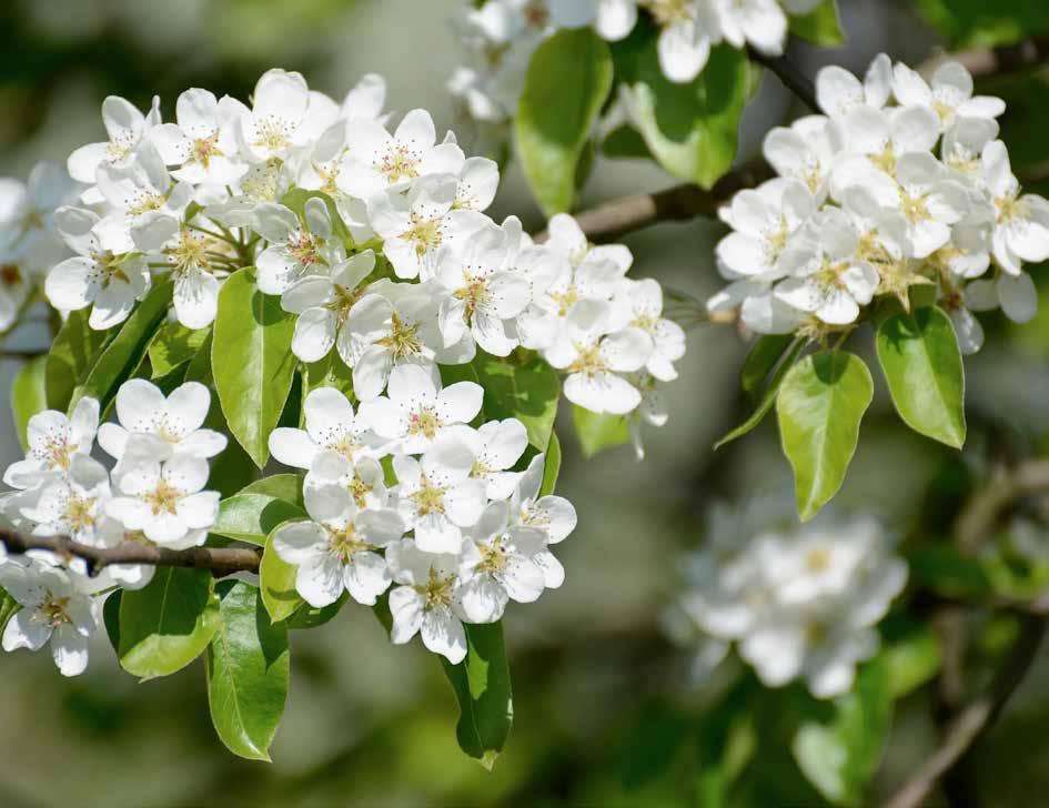 20 Haukkaa, haukkaa hedelmää, omenaa tai päärynää Teksti: Ella Räty Kuvat: Ella Räty, Viherrinki, Fotolia 21 MAKUISApäärynäpuut MAKUISA PÄÄRYNÄT NÄIN ONNISTUT Kasvupaikka aurinkoinen, suojassa